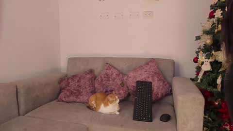 Abbey  IG abby allenn  04 December Online at  I will be on vacation dont forget me  See you soon   online show from December 14, 2024, 11:45 pm