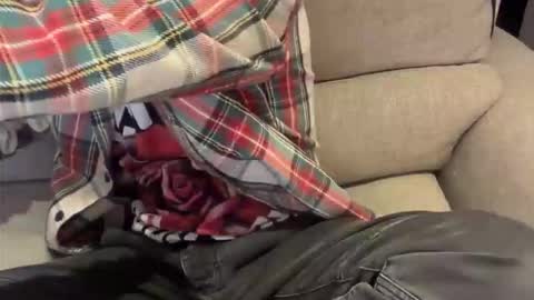 alexthetree online show from April 20, 2026, 7:26 pm