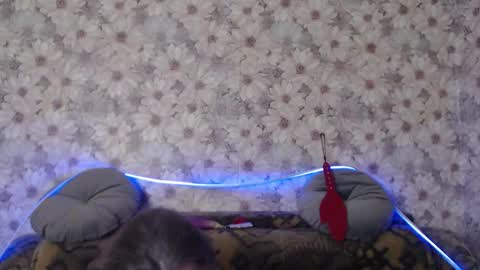 alice longstocking online show from December 22, 2025, 10:51 pm