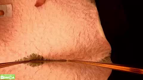 Amora Moore online show from January 17, 2026, 1:21 am