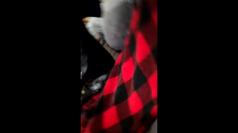 Dani1954 online show from December 1, 2025, 7:24 am