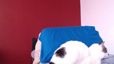 bayonette_black online show from January 10, 2025, 11:43 am