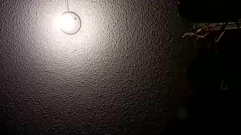 Snapshot of before_the_dawn chatting on October 21, 2025, 2:23 am Demian online show from October 21, 2025, 2:23 am