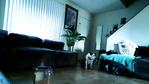 blackriches96 online show from February 17, 2025, 3:09 pm