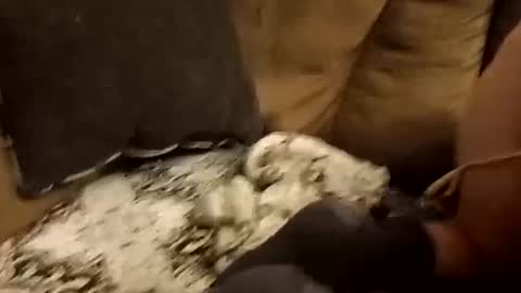 Assdrtyasuwant online show from September 28, 2025, 1:49 pm