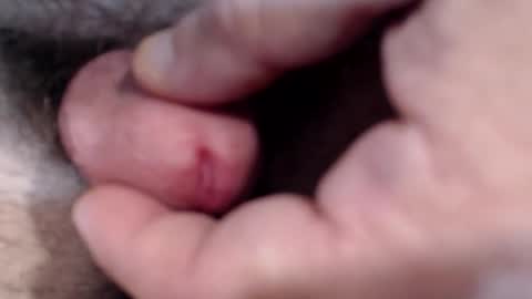 bobswan online show from January 29, 2025, 3:04 pm