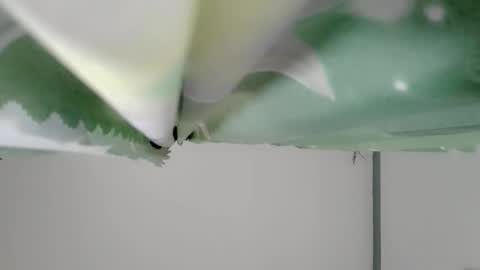 bongga_kaday online show from September 9, 2025, 2:33 am