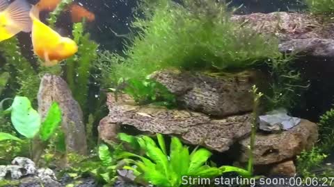 Booker Baxton online show from December 3, 2024, 4:03 am