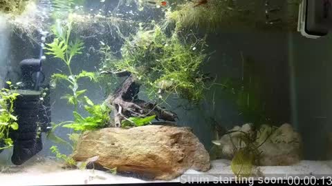 Booker Baxton online show from December 24, 2024, 4:11 am