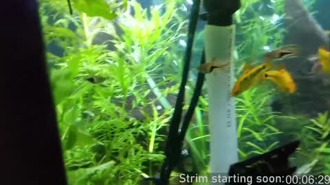 Booker Baxton online show from February 8, 2025, 4:03 am