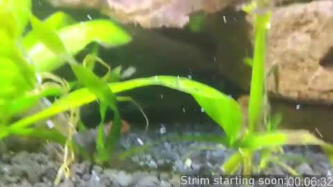 Booker Baxton online show from March 1, 2025, 4:04 am