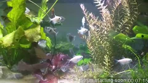 Booker Baxton online show from March 11, 2025, 3:05 am