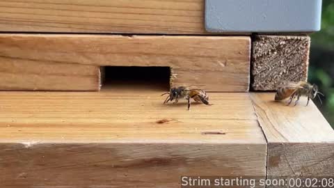 Booker Baxton online show from December 14, 2025, 4:07 am