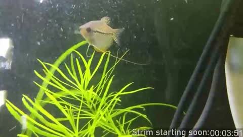 Booker Baxton online show from January 14, 2026, 4:07 am