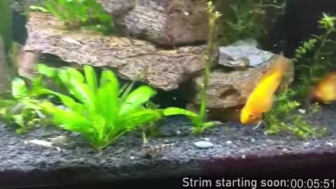 Booker Baxton online show from January 16, 2026, 4:05 am