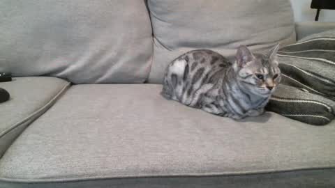 Buck online show from March 3, 2025, 3:42 pm