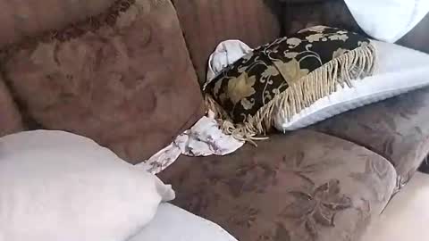 bxpapi69 online show from November 20, 2025, 6:40 pm