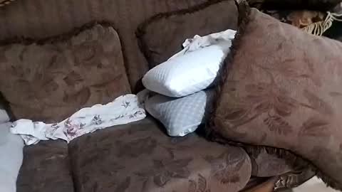 bxpapi69 online show from November 26, 2025, 11:50 pm