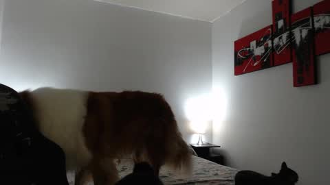 camila online show from March 8, 2025, 11:16 am