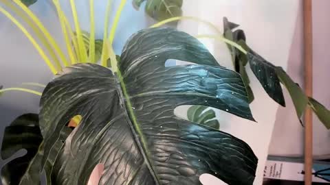 Snapshot of camillo_virgil chatting on October 17, 2025, 11:02 am Camillo Virgil online show from October 17, 2025, 11:02 am