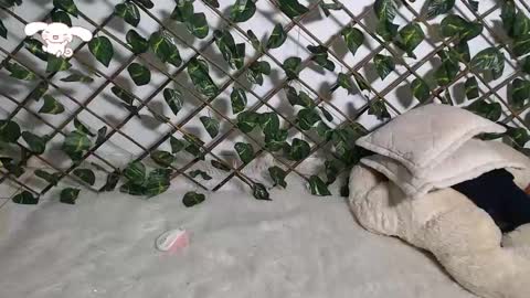 charly_evans60 online show from February 21, 2025, 12:27 am