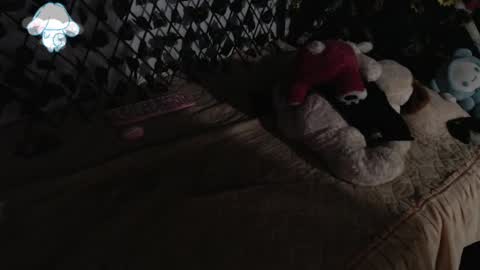 charly_evans60 online show from March 12, 2025, 2:41 am