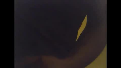 cobra1092 online show from February 2, 2026, 6:01 am