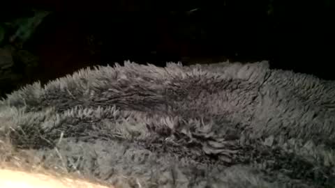 Steve online show from March 11, 2025, 7:36 pm