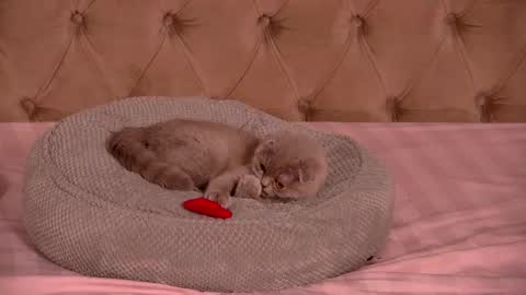 Ela online show from January 12, 2026, 10:48 pm