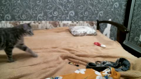 DennisXCarol online show from February 18, 2025, 5:31 pm