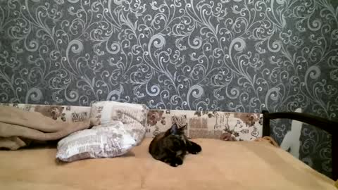 DennisXCarol online show from February 23, 2025, 4:24 pm