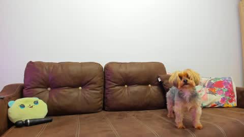 Snapshot of devinesex chatting on February 20, 2025, 9:33 am Misha online show from February 20, 2025, 9:33 am