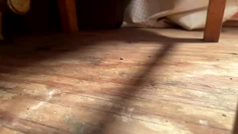 ehproject online show from November 1, 2025, 8:27 am