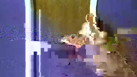 flex480 online show from February 17, 2026, 1:24 am