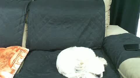 gaby  layla online show from January 21, 2025, 9:36 pm