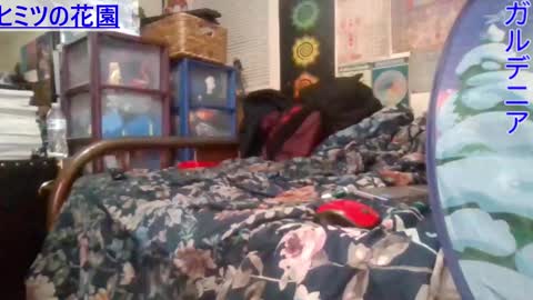 Gardenia online show from February 26, 2025, 7:53 am