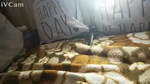 gatodes6116291 online show from October 30, 2025, 5:35 pm