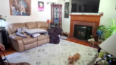 goodgirlcelestecat online show from October 3, 2025, 3:31 pm