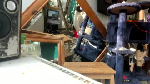 Snapshot of handncocknocum chatting on March 9, 2025, 8:18 am handncocknocum online show from March 9, 2025, 8:18 am