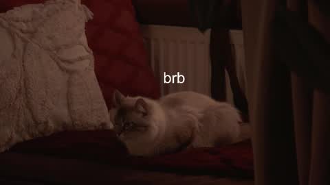 Snapshot of hannasthesia chatting on February 3, 2026, 6:40 am Hanna online show from February 3, 2026, 6:40 am