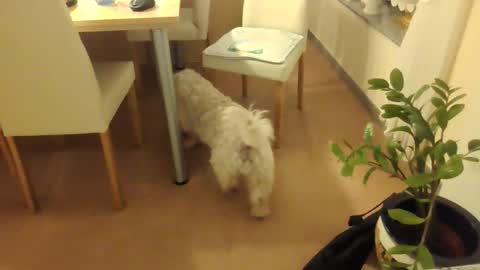 harald1234 online show from December 1, 2025, 7:30 pm