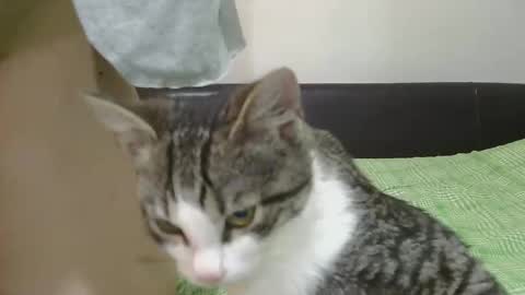 Snapshot of horny_hey chatting on November 8, 2025, 6:24 am Serena online show from November 8, 2025, 6:24 am