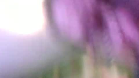 Snapshot of hothd48 chatting on January 1, 2025, 4:50 pm steve auston online show from January 1, 2025, 4:50 pm