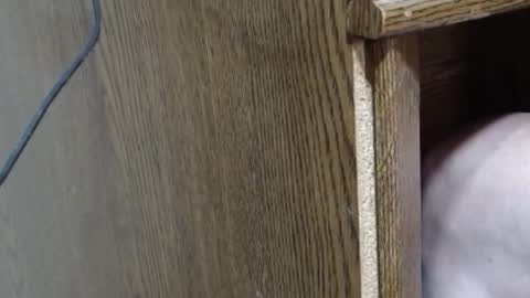 hungsofine online show from February 16, 2025, 10:10 pm