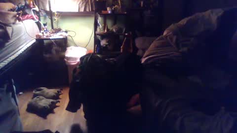 indigo_scorpio online show from March 4, 2025, 2:06 am