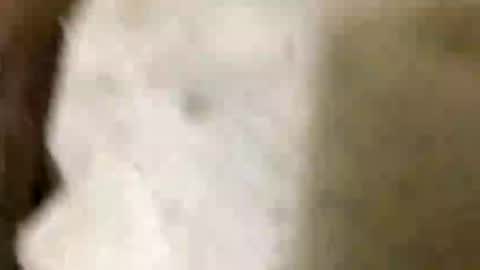 Snapshot of jaaltar chatting on January 8, 2026, 7:05 pm Jaaltar online show from January 8, 2026, 7:05 pm