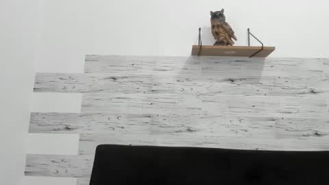 Jaycreedd online show from November 28, 2025, 4:53 pm