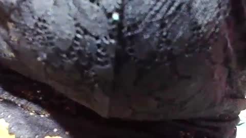 Snapshot of jaysonata215 chatting on December 9, 2024, 11:15 am jaysonata215 online show from December 9, 2024, 11:15 am