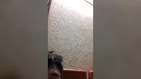 joselin2313 online show from July 28, 2026, 3:02 am