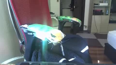 kinchan069 online show from February 5, 2025, 2:08 am